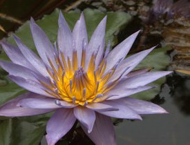 Sacred Ministry Lotus